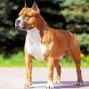 Golden American Staffordshire Terrier Dog Animal diamond painting