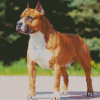 Golden American Staffordshire Terrier Dog Animal diamond painting