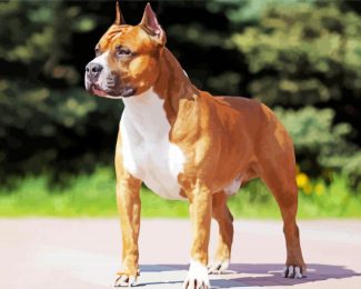 Golden American Staffordshire Terrier Dog Animal diamond painting