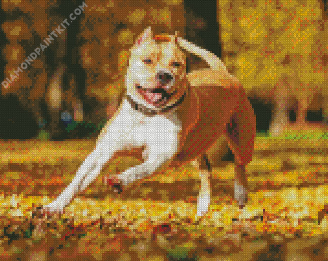 Golden American Staffordshire Terrier Dogs diamond painting