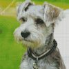 Grey Schnauzer diamond painting