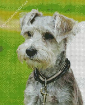 Grey Schnauzer diamond painting