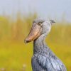 Grey Shoebill diamond painting