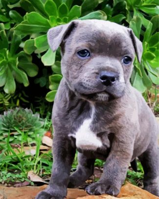 Grey Staffy diamond painting