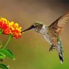 Hummingbird With Lantana diamond painting