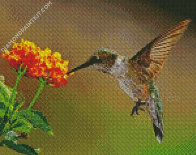 Hummingbird With Lantana diamond painting