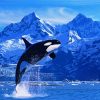 Killer Whale diamond painting