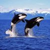 Killer Whales diamond painting