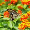 Lantana And Butterfly diamond painting