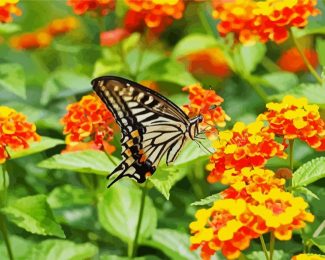 Lantana And Butterfly diamond painting