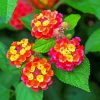 Lantana Flowers diamond painting