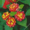 Lantana Flowers diamond painting