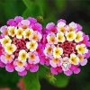 Lantanas Flowers diamond painting