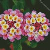 Lantanas Flowers diamond painting