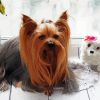 Long Hair Yorkshire Terrier And Dog Doll diamond painting