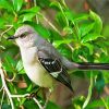 Mockingbird Bird diamond painting