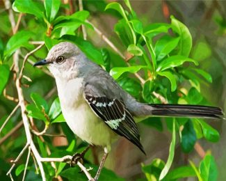 Mockingbird Bird diamond painting