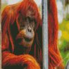 Old Orangutan diamond painting