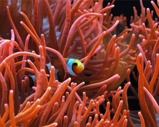 Orange Anemones And Fish diamond painting