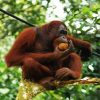 Orangutan Monkey On A Tree diamond painting