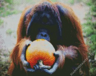 Orangutan Eating Pumpkins diamond painting