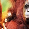 Orangutan Family diamond painting