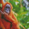 Orangutan Monkey Animal diamond painting