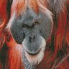 Orangutan Monkey diamond painting