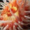 Pink Anemones diamond painting