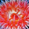 Pink Anemones Flower diamond painting