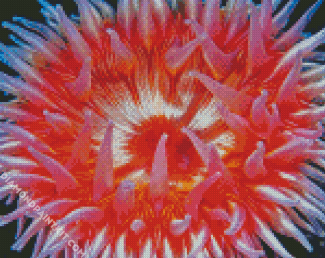 Pink Anemones Flower diamond painting