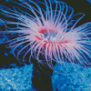 Pink Anemones Underwater diamond painting