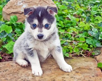 Pomsky Dog Blue Eyes Diamond painting