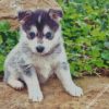 pomsky dog blue eyes diamond painting