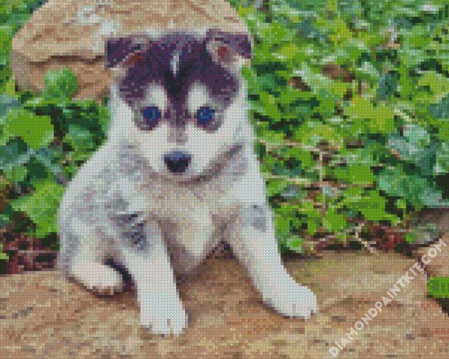 pomsky dog blue eyes diamond painting