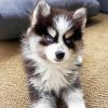 Pomsky Puppy diamond painting