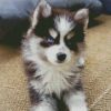 pomsky puppy diamond painting