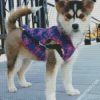 pomsky puppy dog diamond painting