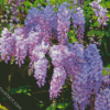 Purple Flowers Wisteria diamond painting