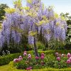 Purple Wisteria Tree diamond painting