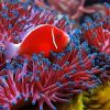 Red Fish Between Anemones diamond painting