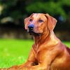 Rhodesian Ridgeback Dog diamond painting