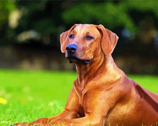 Rhodesian Ridgeback Dog diamond painting