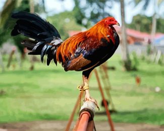 Rooster Bird diamond painting