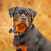 Rottweiler Dog Animal diamond painting