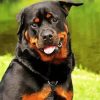 Rottweiler Dog diamond painting