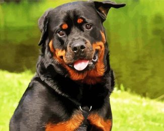 Rottweiler Dog diamond painting