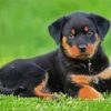 Rottweiler Puppy diamond painting