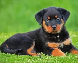 Rottweiler Puppy diamond painting