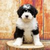 Sheepadoodle Dog Puppy diamond painting